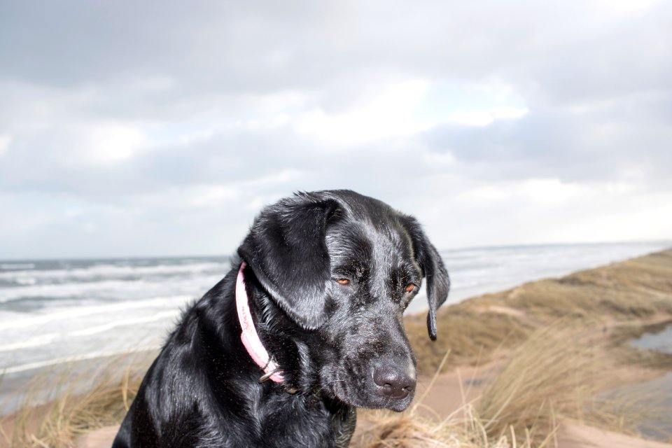 Black Labrador at Beach in front of Cloudy Sky