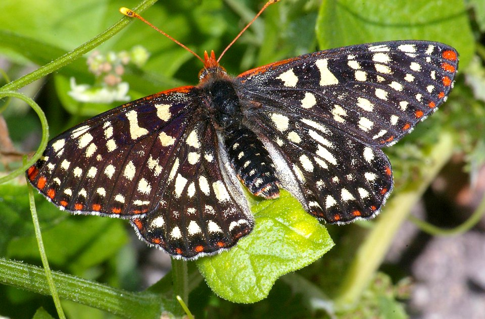 CHECKERSPOT, VARIABLE (euphydryas chalcedona) (4-30-09) coon ck, mdo st park, slo co, ca (2)