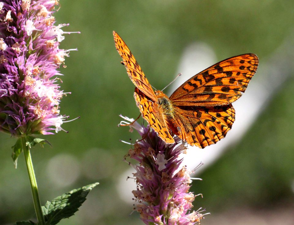 FRITILLARY, ZERENE (Speyeria zerene) (8-23-11) 6500ft, amador co, ca  (1)