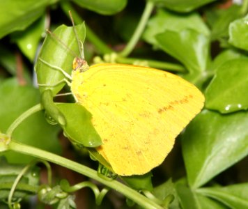 SULPHUR, LARGE ORANGE (Phoebis agarityhe) (4-18-12) national butterfly center, mission, tx  (2)