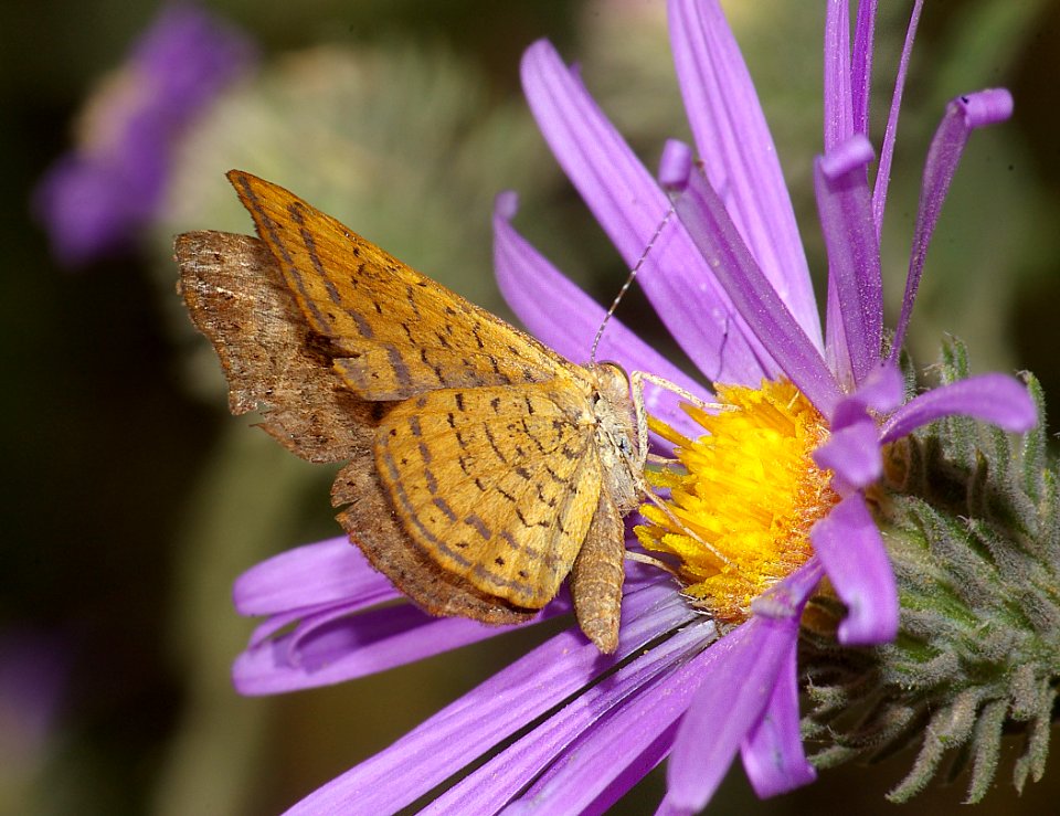 METALMARK, FATAL (Calephelis nemesis) (10-10-08) patagonia, az  (4)