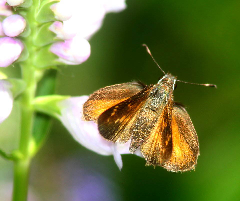 ROADSIDE-SKIPPER, CASSUS (Amblyscirtes cassus) (8-8-11) madera canyon, scc, az