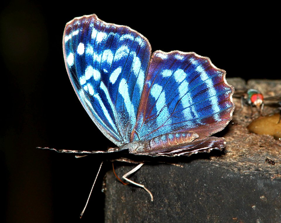 BLUEWING, MEXICAN (Myscelia ethusa) (4-18-12) national butterfly center, mission, tx -01
