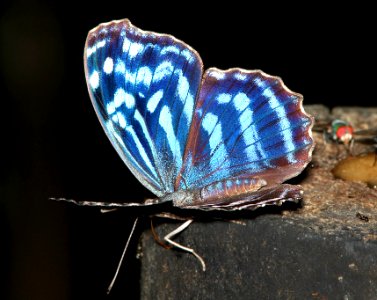 BLUEWING, MEXICAN (Myscelia ethusa) (4-18-12) national butterfly center, mission, tx -01