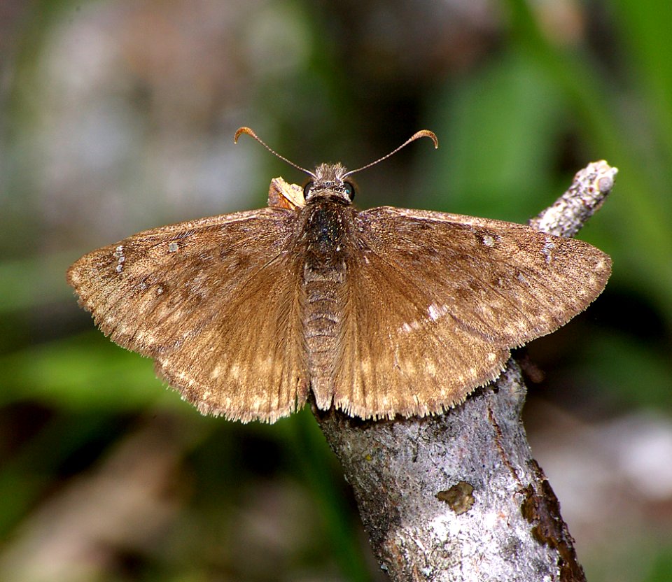 DUSKYWING, ROCKY MOUNTAIN (erynnis telemachus) (5-20-07) fem, los alamos,nm  (2)