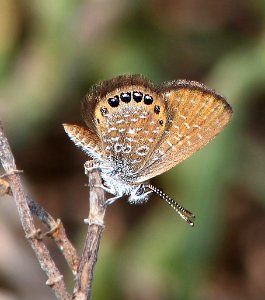 PYGMY-BLUE, EASTERN (Brephidium pseudofea) (3-12-13) everglades national park, monroe co, fl