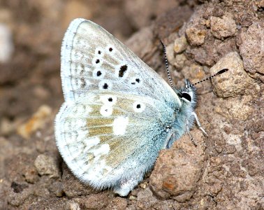 BLUE, ARCTIC (plebejus glandon) (8-4-08) dunton meadow, west of rico, co  (2)
