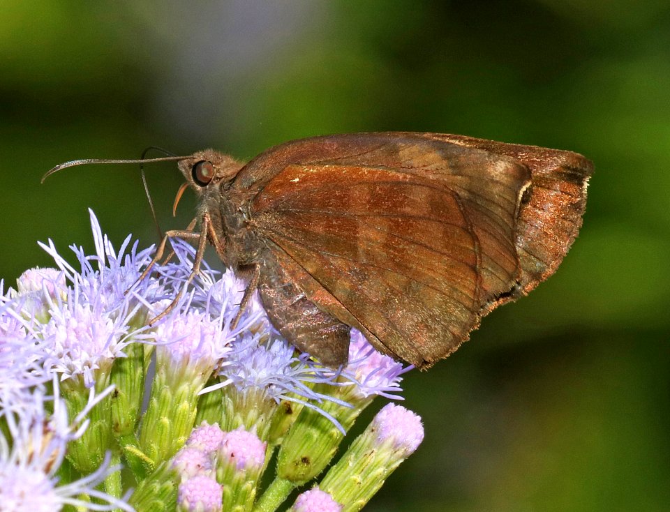 SKIPPER, SICKLE-WINGED (Eantis tamenund) (10-30-2015) national butterfly center, mission, hidallgo co, tx -0