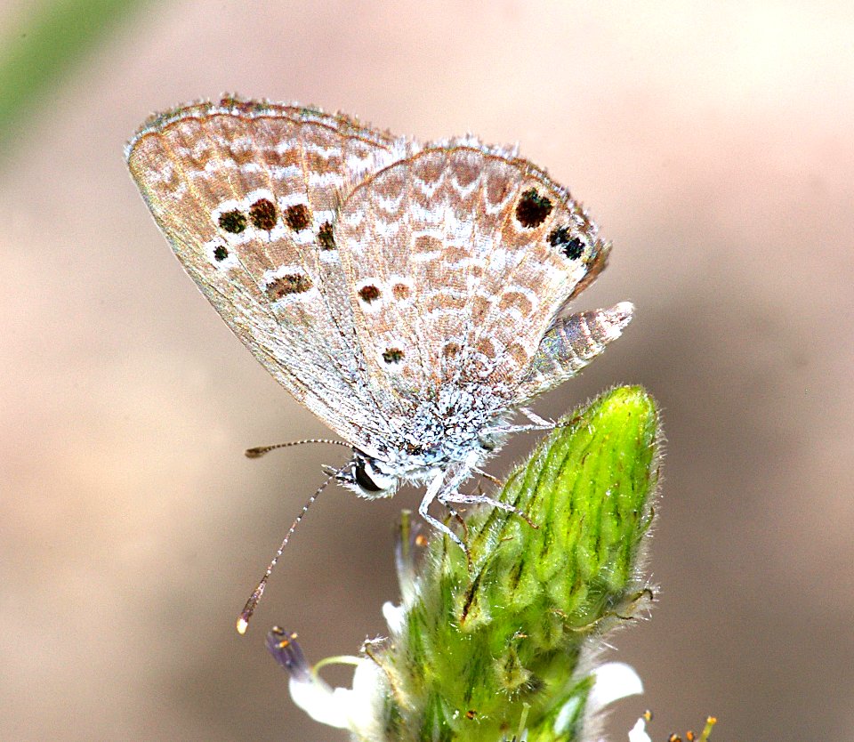 BLUE, ARCTIC (plebejus glandon) (7-29-08) albuquerque zoo complex, bernalillo co, nm (2)