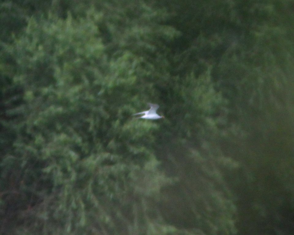 382 - TERN, sp? (8-24-13) patagonia lake, scc, az -01