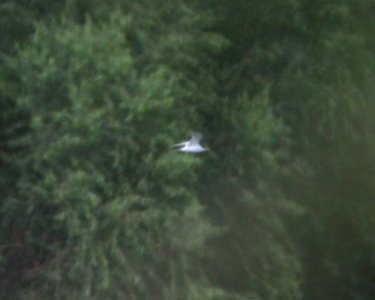 382 - TERN, sp? (8-24-13) patagonia lake, scc, az -01