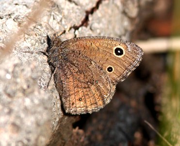 WOOD-NYMPH, SMALL (Cercyonis  oetus) (8-10-13) near hannigan meadow, greenlee co, az (1)