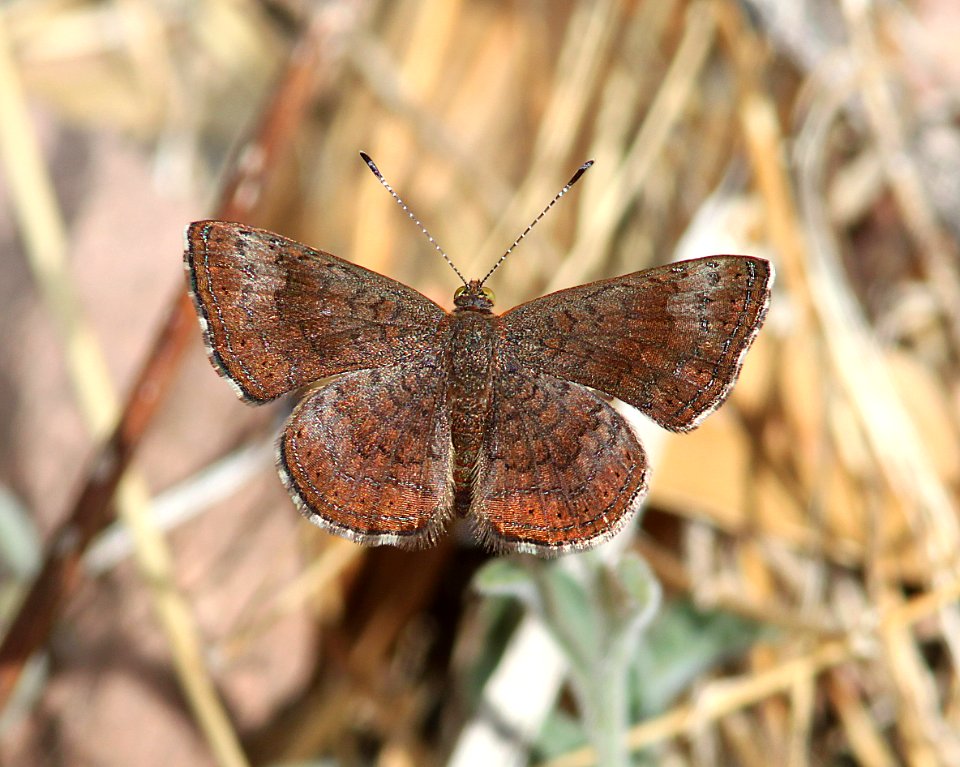 METALMARK, ARIZONA (Calephelis arizonensis) (3-31-11) pena blanca lake, scc, az