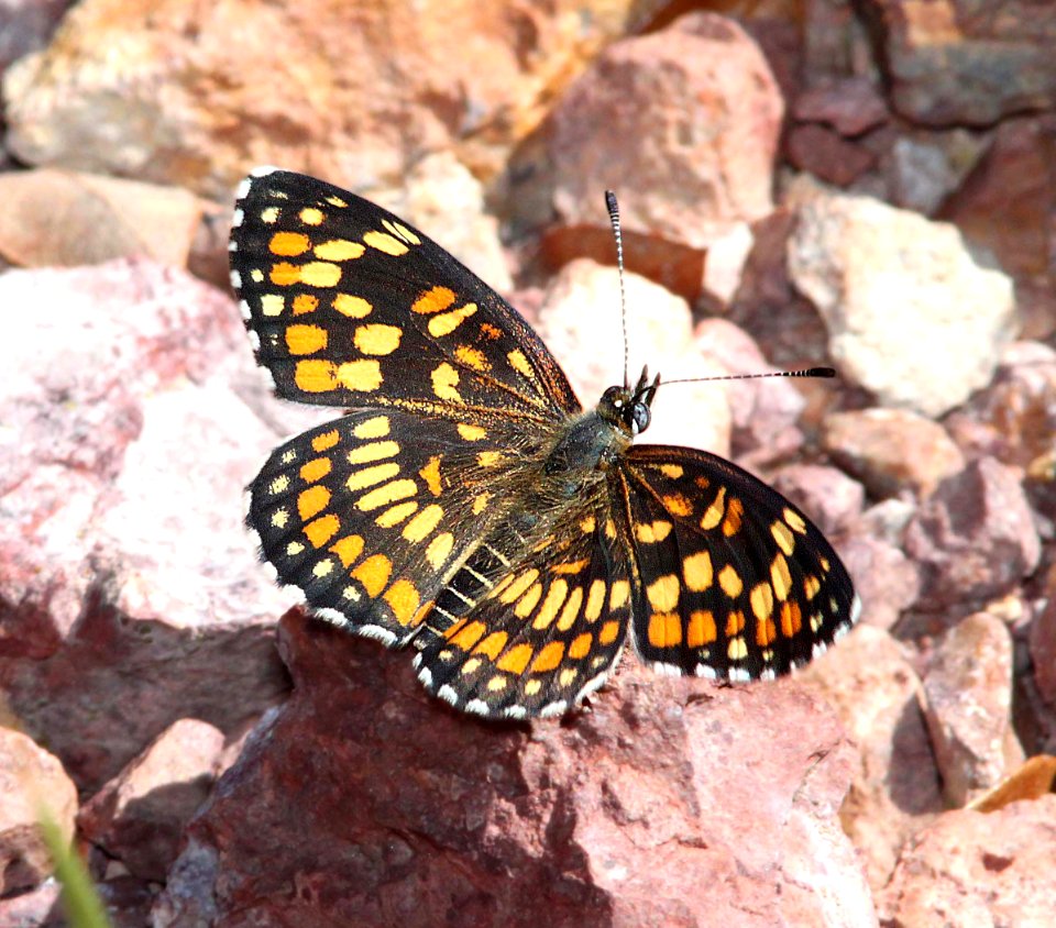 CHECKERSPOT, THEONA (Chlosyne theona) (9-23-11) upper humboldt canyon, patagonia hills, scc, az  (1)