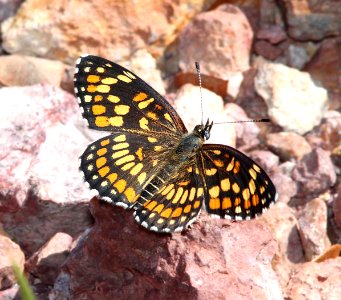 CHECKERSPOT, THEONA (Chlosyne theona) (9-23-11) upper humboldt canyon, patagonia hills, scc, az  (1)