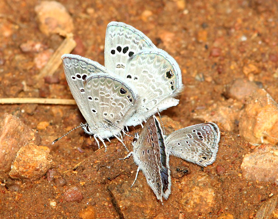 BLUE, REAKIRT'S (Echinargus isola) (9-15-10) NW San Rafael Valley, scc, az -01