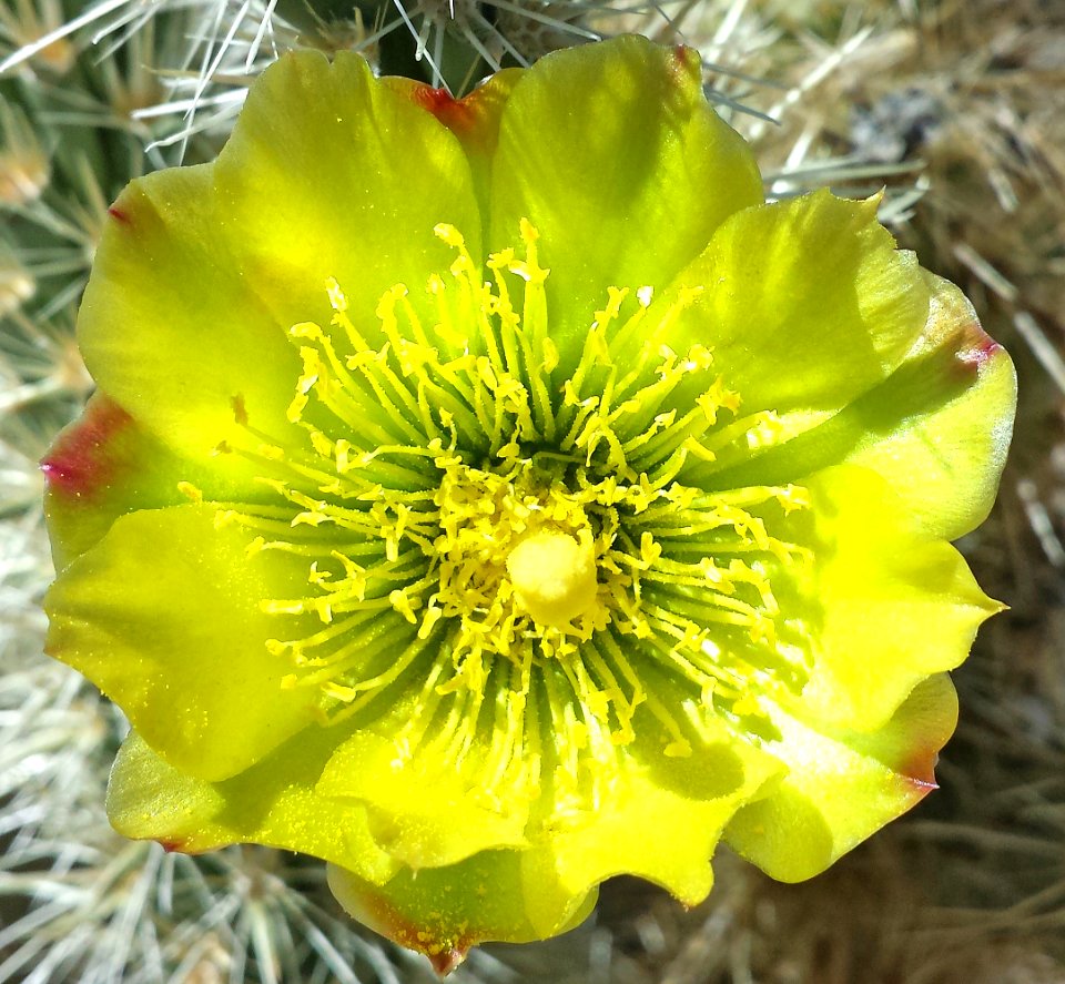 CA 2500 ANZA BORREGO (3-26-2016) plum wash, anza-borrego state park, san diego co, ca -13