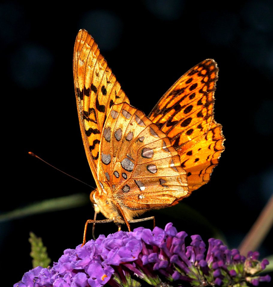 FRITILLARY, GREAT SPANGLED (speyeria cybele) (8-11-09) pepperill, ma  (4)