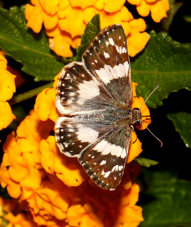 WHITE-SKIPPER, ERICHSON'S (Heliopyrgus doicella) (9-18-10) 78 circulo montana, pat lake ranch estates, scc, az  (1)