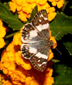 WHITE-SKIPPER, ERICHSON'S (Heliopyrgus doicella) (9-18-10) 78 circulo montana, pat lake ranch estates, scc, az  (1)