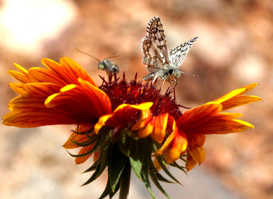 CHECKERED-SKIPPER, COMMON or WHITE (Pyrgus communis or albescens) (10-23-11) 78 circulo montana, patagonia lake ranch estates, scc, az  (3)