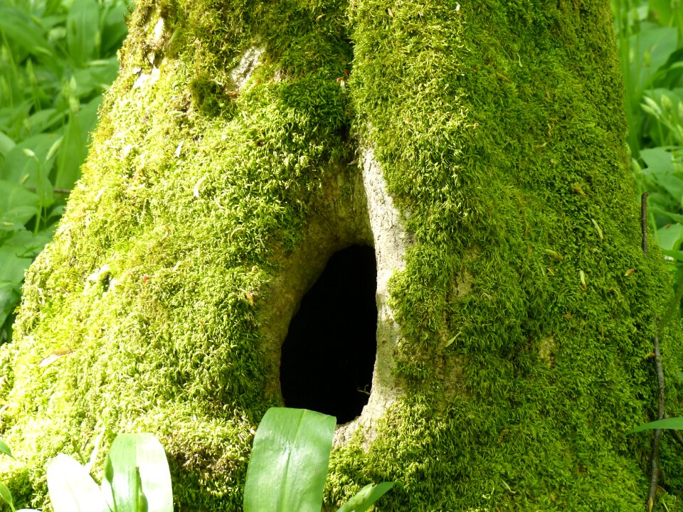 Nature spring green