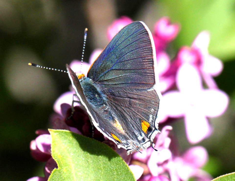 HAIRSTREAK, GRAY (Strymon melinus) (4-6-12) patagonia, scc, az