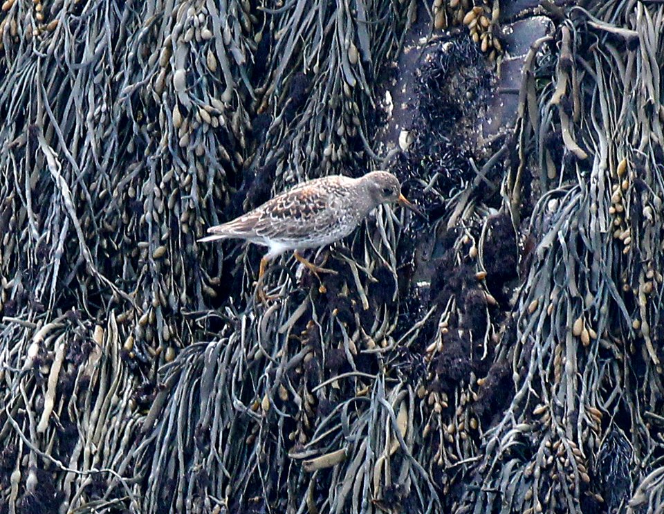 322 - PURPLE SANDPIPER (5-20-2015) seal rocks, rockingham co, new hampshire -03