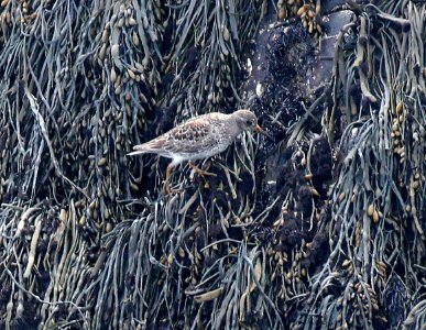 322 - PURPLE SANDPIPER (5-20-2015) seal rocks, rockingham co, new hampshire -03
