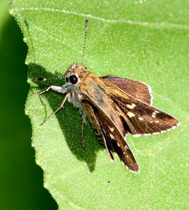 ROADSIDE-SKIPPER, TOLTEC (Amblyscirtes tolteca) (8-27-10) pat lake state park, scc, az