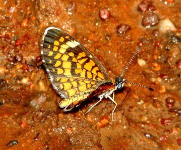 CHECKERSPOT, TINY (Dymasia dymas) (9-15-10) harshaw rd, patagonia, scc, az  (2)
