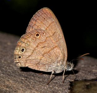 SATYR, HERMES (Hermeuptychia Hermes) (4-18-12) national butterfly center, mission, tx