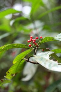 Plant nature grow