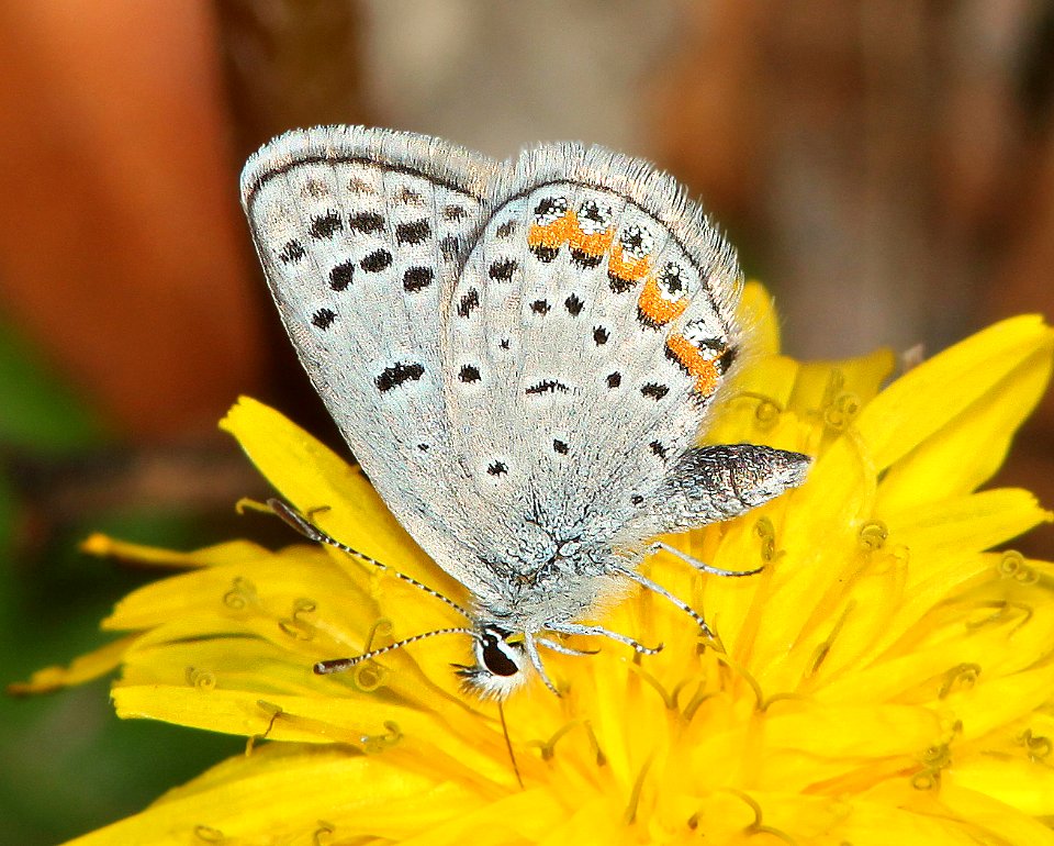 BLUE, ACMON (Plebejus acmon) (12-22-10) patagonia lake, scc, az -02b