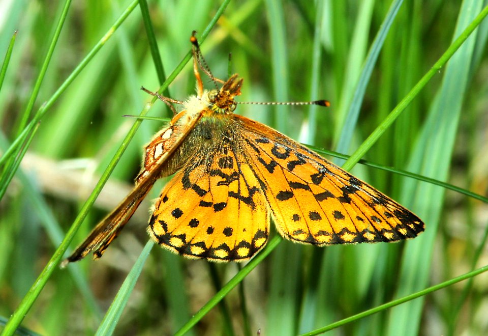 FRITILLARY, SILVER-BORDERED (Boloria selene) (6-9-2014) ochoco mts, crook co, oregon -05