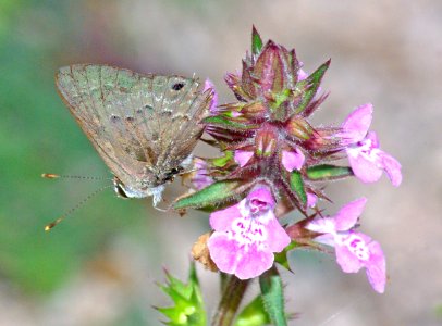 SCRUB-HAIRSTREAK, LANTANA (Strymon bazochii) (1-9-09) frontera aud, weslaco, tx     (8)