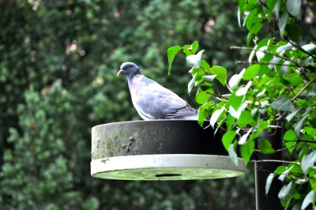 Königin der Laterne photo