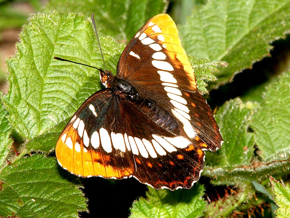 ADMIRAL, LORQUIN'S (limenitis lorquini) (4-30-07) cerro alto, slo co, ca (8)