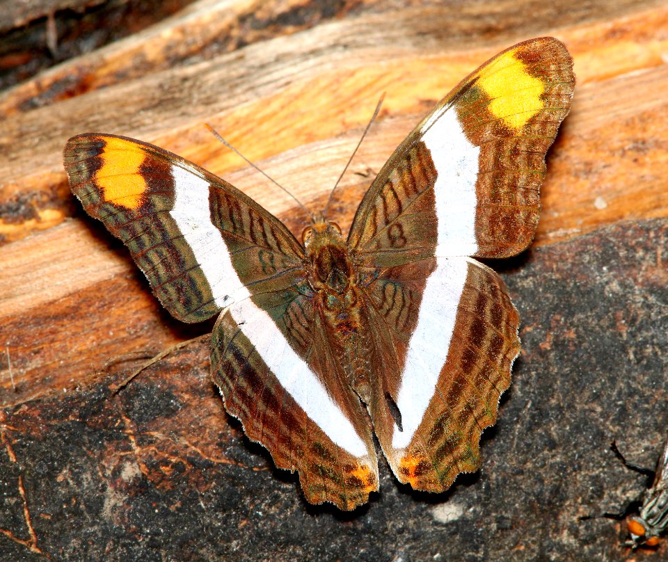 SISTER, BAND-CELLED (Adelpha fessonia) (4-18-12) national buttrfly center, mission, tx  (2)