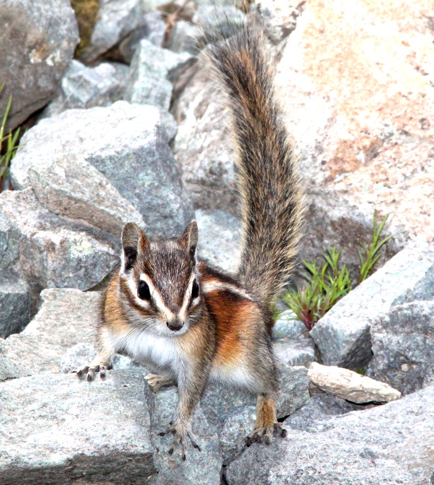 CHIPMUNK, COLORADO (Tamias quadrivittatus) (8-19-13) 9000 ft, just s of stunner pass, conejos co, co -02