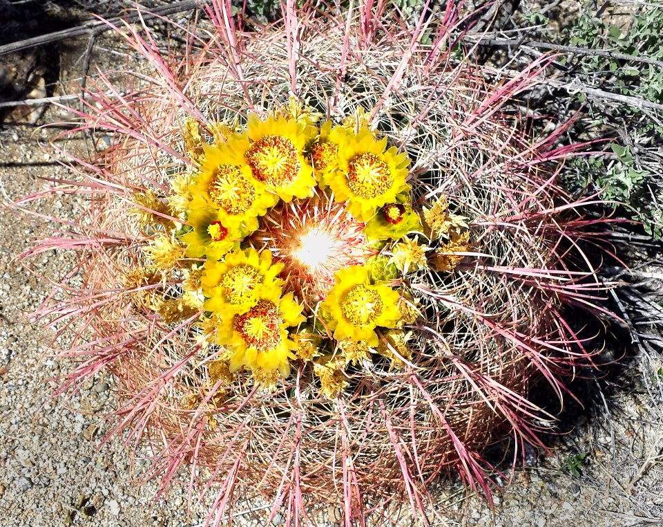CA 2500 ANZA BORREGO (3-26-2016) plum wash, anza-borrego state park, san diego co, ca -08