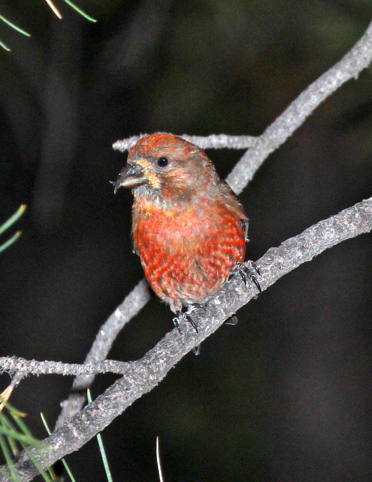965 - RED CROSSBILL (7-25-2015) type 2, in ponderosa, devil's canyon campground, san juan co, ut -05