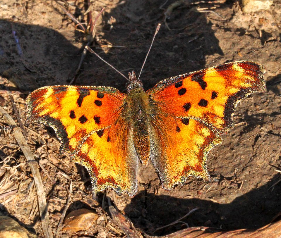 COMMA, HOARY (Polygonia gracilis) (8-24-12) dunton meadow, near lizard head, dolores co, co  (2)
