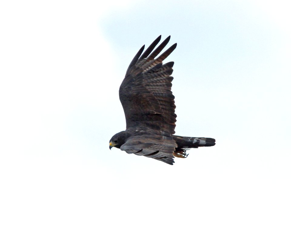 229 - ZONE-TAILED HAWK (8-12-13) barraca mesa, los alamos, nm -01 (5)