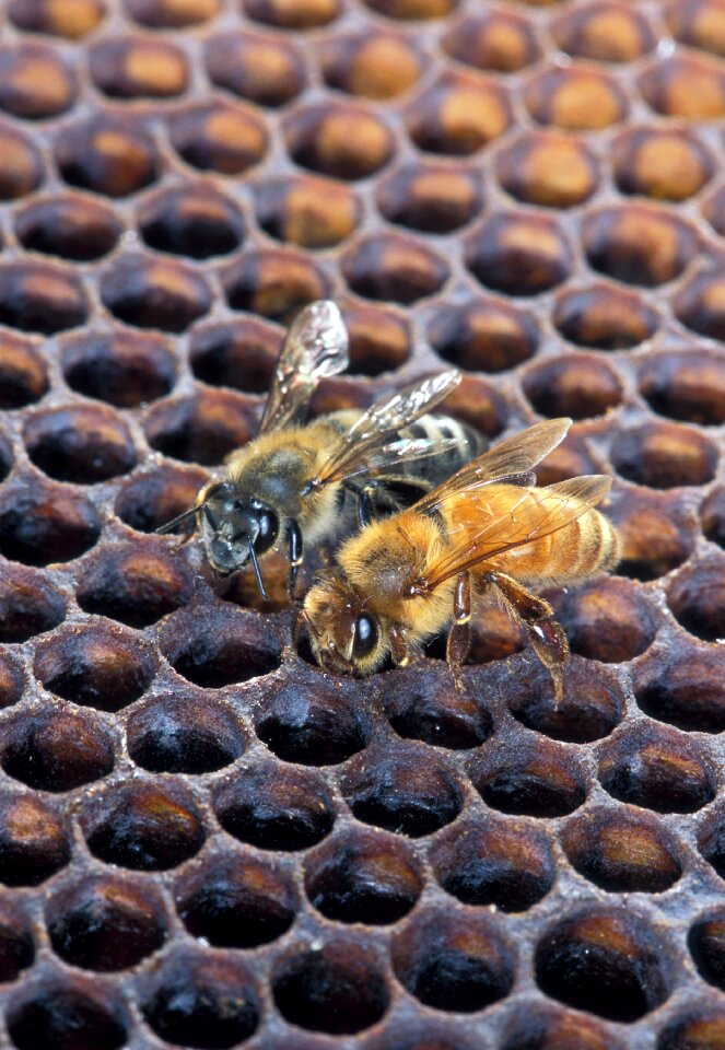 Comb honey beekeeping