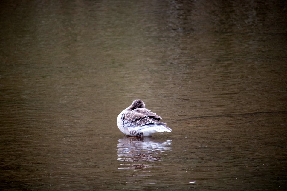 Ducks in Pond at Haddo House