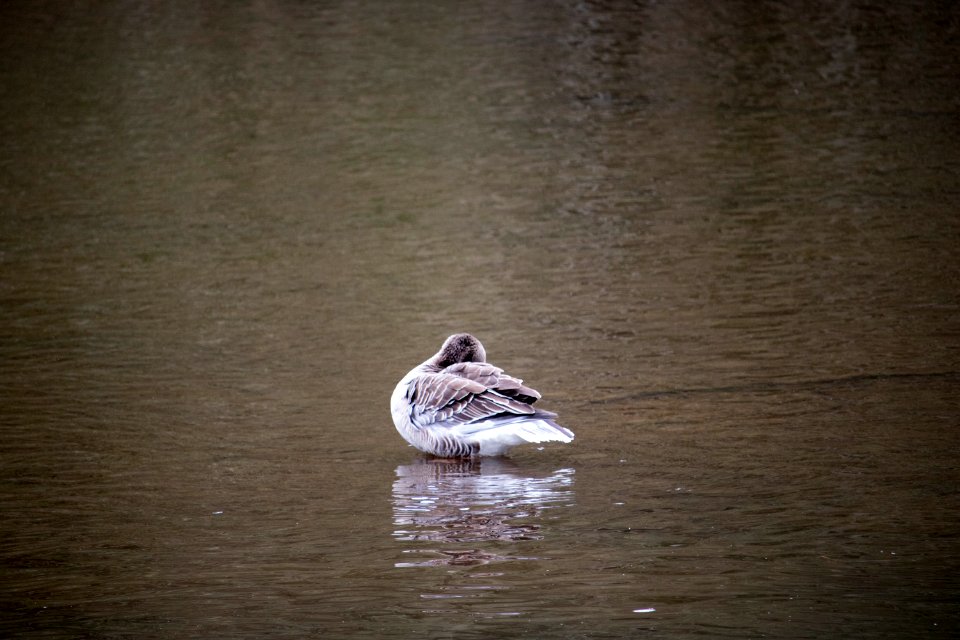 Ducks in Pond at Haddo House photo