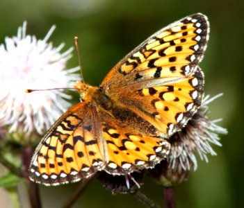 FRITILLARY, EDWARD'S (Speyeria edwardsii) (8-20-12) near bristol peak, n-w of creede, mineral co, co  (4)