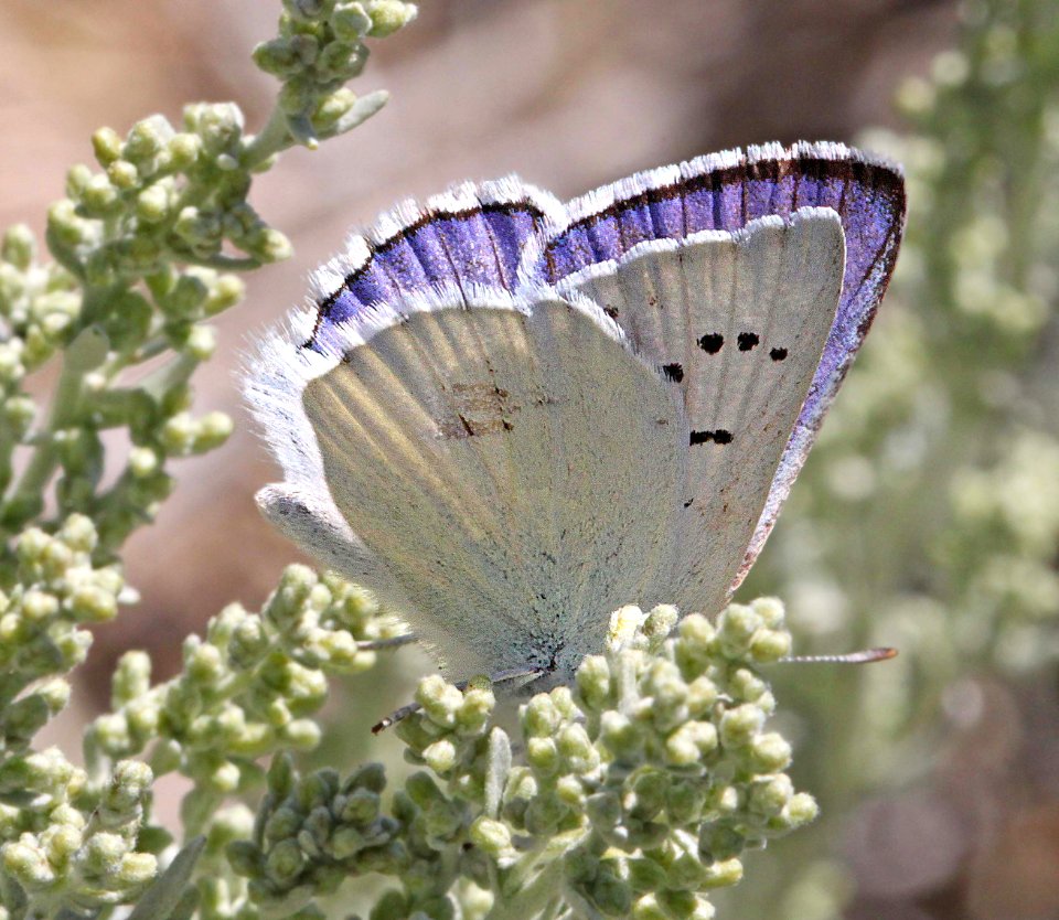 COPPER, BLUE (Lycaena heteronea) (8-25-11) 7900 ft, near monitor pass, mono co, ca - 04