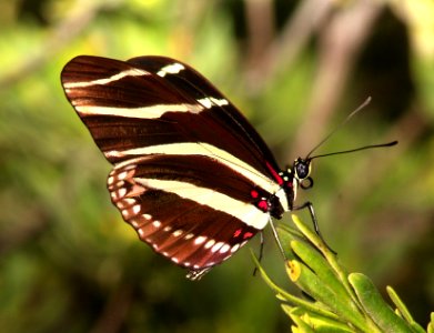 HELICONIAN, ZEBRA (Heliconius charithonia) (3-8-13) key west, monroe co, fl  (3)